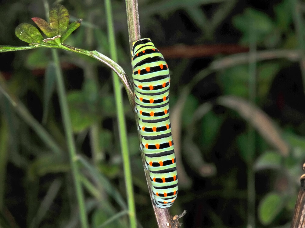 Bruco di Papilio machaon